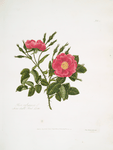 Rosa rubiginosa