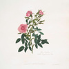 Rosa gardina