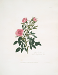 Rosa gardina