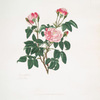 Rosa centifolia