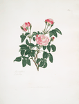 Rosa centifolia