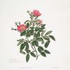 Rosa carolina