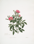 Rosa carolina
