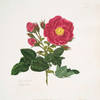 rosa turbinata