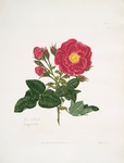 rosa turbinata