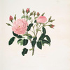 Rosa damascena