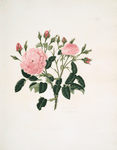 Rosa damascena