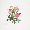 Rosa provincialis