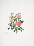 Rosa provincialis
