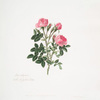 Rosa rubiginosa