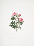 Rosa rubiginosa