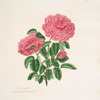 Rosa centifolia