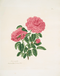 Rosa centifolia