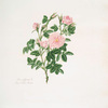 Rosa rubiginosa