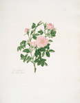 Rosa rubiginosa