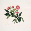 Rosa alpina