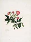 Rosa alpina