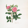 Rosa provincialis