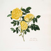 Rosa sulphuria