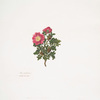 Rosa spinosissima