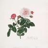 Rosa centifolia discolor