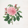 Rosa damascena