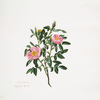 Rosa canina