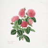 Rosa centifolia