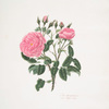 Rosa damascena