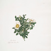 Rosa luceda