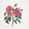 Rosa centifolia