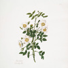 Rosa arvensis