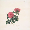 Rosa centifolia