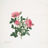Rosa provincialis