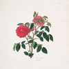 Rosa centifolia