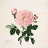 Rosa damascena