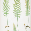 Polypodium vulgare (A,B,C,D), P. vulgare acutum (E), P. vulgare hifidum (F). [The common polypody]