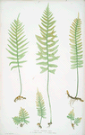 Polypodium vulgare (A,B,C,D), P. vulgare acutum (E), P. vulgare hifidum (F). [The common polypody]