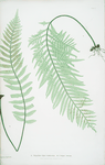 A. Polypodium vulgare semilacerum. B. P. vulgare serratum. [The common polypody]