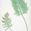 A. Polypodium vulgare cambricum. B. P. vulgare crenatum. [The common polypody]