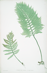 A. Polypodium vulgare cambricum. B. P. vulgare crenatum. [The common polypody]