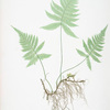 Polypodium Phegopteris. [Thhe mountain polypody, or Beech fern]