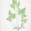 Polypodium Dryopteris. [The smooth three-branched polypody, or Oak fern]