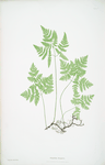 Polypodium Dryopteris. [The smooth three-branched polypody, or Oak fern]