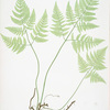 Polypodium Robertianum. [The limestone polypod]