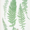 Polypodium alpestre. [The Alpine polypody]