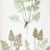 Allosorus crispus. [The mountain parsley fern, or Rock brakes]