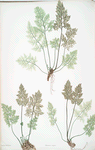 Allosorus crispus. [The mountain parsley fern, or Rock brakes]