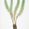 Polystichum Lonchitis. [The Alpine shield fern, or Holly fern]