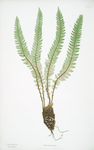 Polystichum Lonchitis. [The Alpine shield fern, or Holly fern]